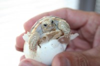 /album/sulcata/mala-sulkata-desert-rose-001-jpg/